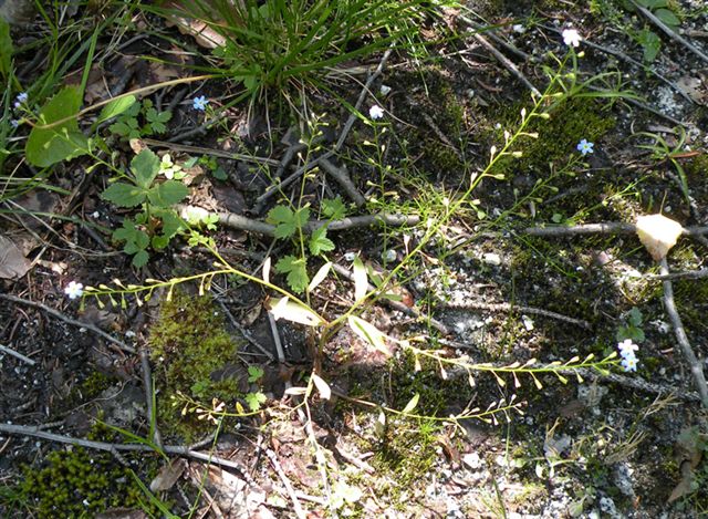 Sospetta Myosotis scorpioides dal Trentino